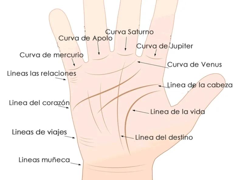 Lineas de la mano - Fuente: Tiempo de San Juan