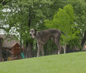 Zeus, el perro más grande del mundo en el parque