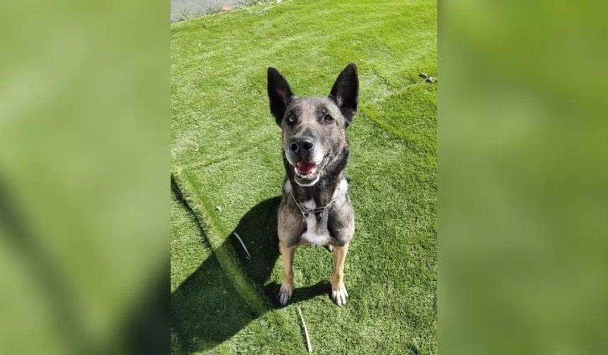 La perra se escapó de su hogar para visitar a sus antiguos compañeros
