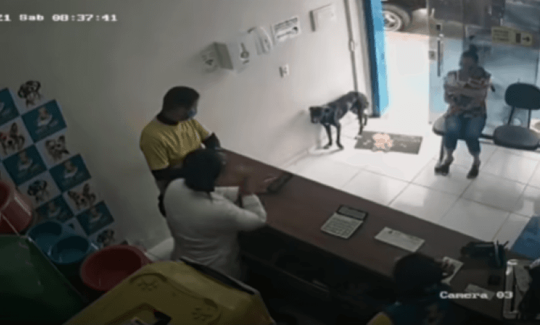 Perro callejero entra a veterinaria a pedir ayuda 