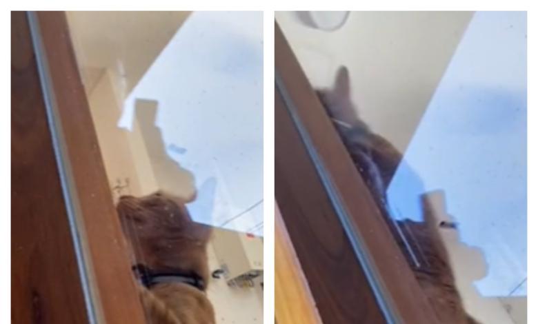 Video del gato abriendo la puerta al dueño que olvidó las llaves