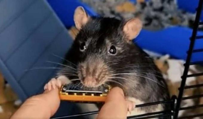 Rata que toca mini armónica se vuelve viral