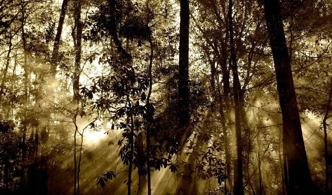 Misterios de la selva en El Cartel Paranormal - Noviembre 7