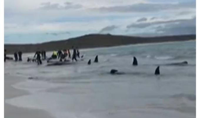 Imágenes de ballenas muertas en una plata en Australia