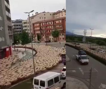 Río de ovejas invade una ciudad 