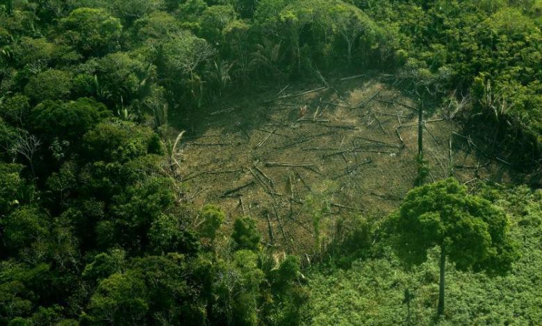 Tala de árboles en la Amazonía