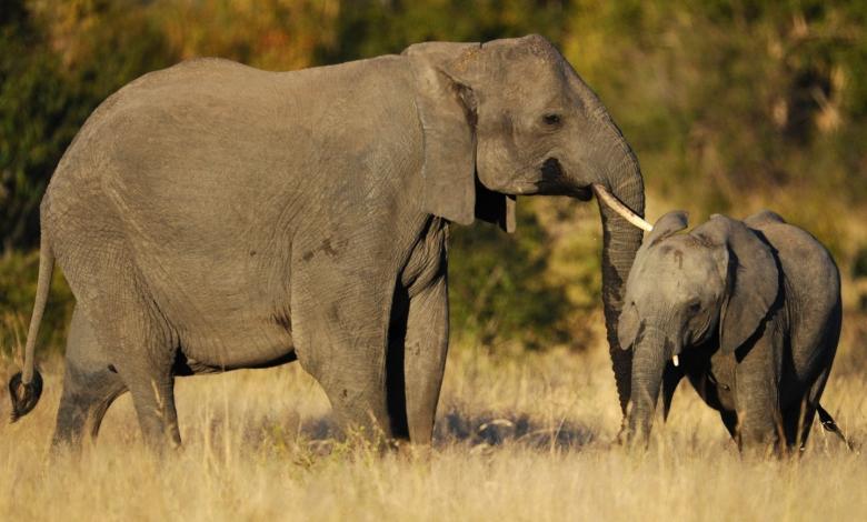 Elefante parque nacional Kruger