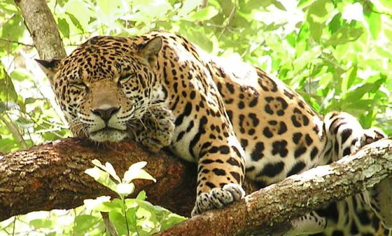 Jaguar, especie en peligro de extinción.