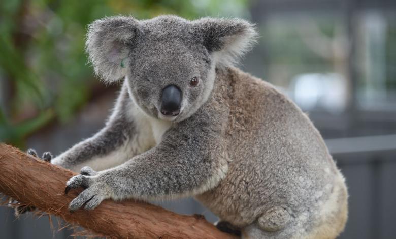 Koalas australianos