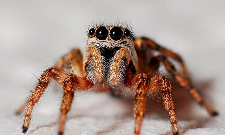 Terrorífica araña, la mascota de un joven en Australia