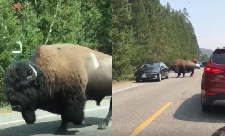 Bisonte ataca un carro