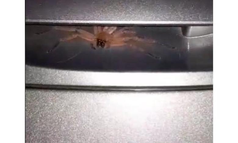 Araña ‘peluda’ que halló un hombre en manija de su carro