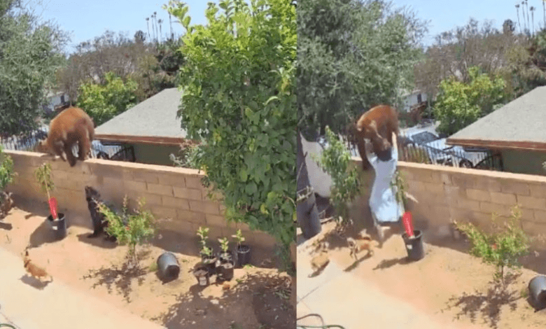 Mujer salva a sus perros de un oso 