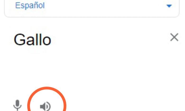 Graciosa traducción de 'gallo' en traductor de Google 