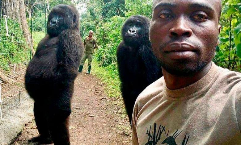 Selfie con gorila se toma las redes sociales