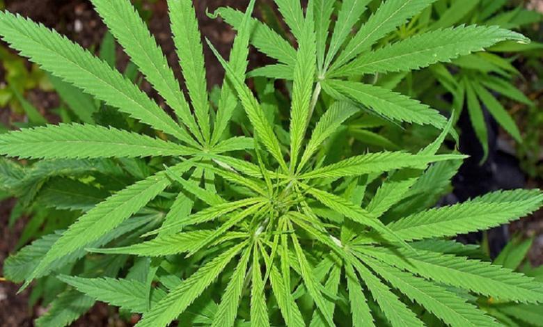 Planta de cannabis 
