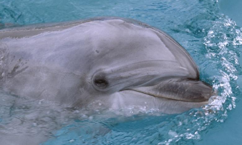 Delfín 