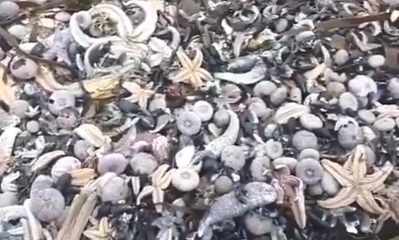 Animales marinos muertos