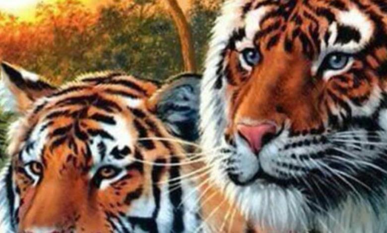 Cuántos tigres ves