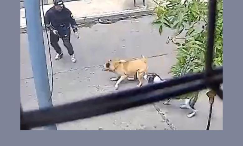 Perros callejeros salvan a hombre de un robo