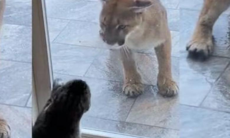 Gato se enfrenta a Puma 