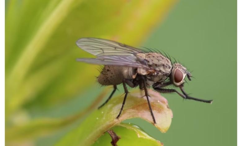 ¿Qué significa soñar con moscas? ¿es un mal presagio?