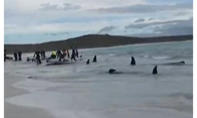 Imágenes de ballenas muertas en una plata en Australia