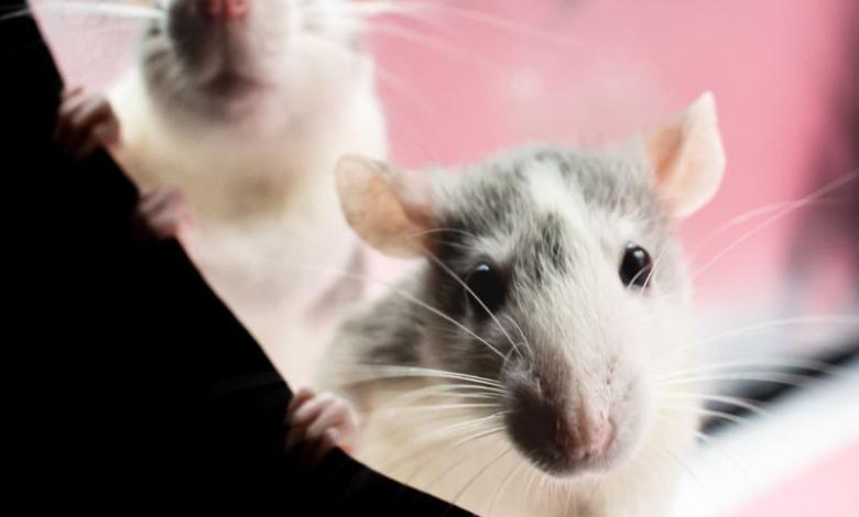 dos ratas asomándose - qué significa soñar con roedores