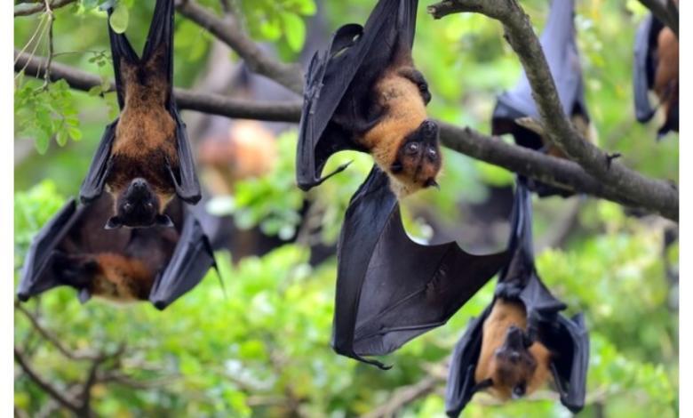 Mansión de Airbnb infestada con murciélagos