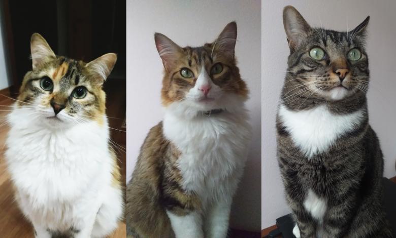 Tres gatos sentados en fotos separadas