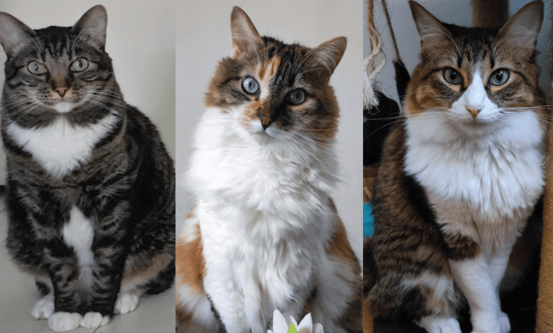 Imágenes de gatos lindos