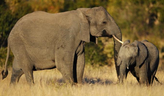 Elefante parque nacional Kruger