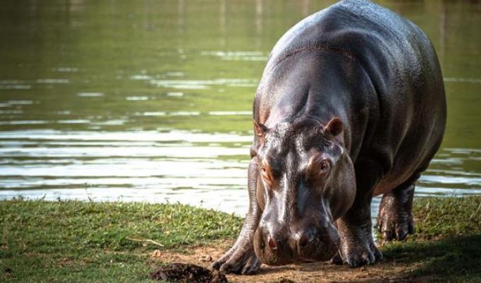Hipopótamo en el Magdalena Medio colombiano. 