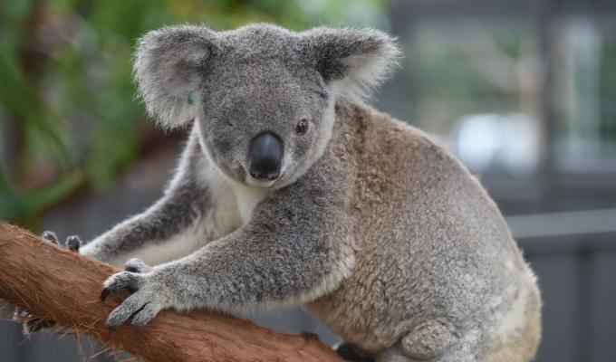 Koalas australianos