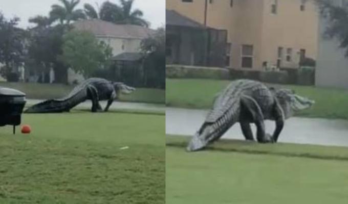 La verdad detrás del enorme caimán que apareció en campo de golf y causó pánico