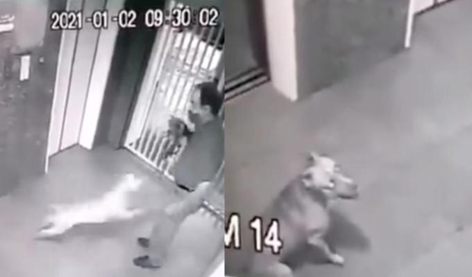 [Video] Pitbull atacó brutalmente a un perro y a su dueño 