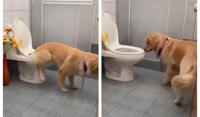 Tokio, perro viral que va al baño
