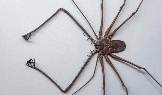 Exposición para espantar el miedo a las arañas y otros artrópodos