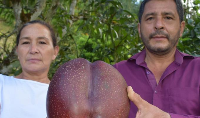 Mango más pesado del mundo se sembró en Colombia