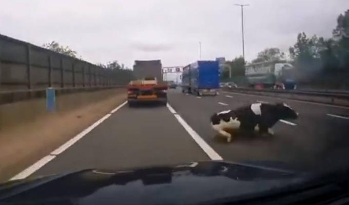 Vaca se cae de un camión en movimiento  