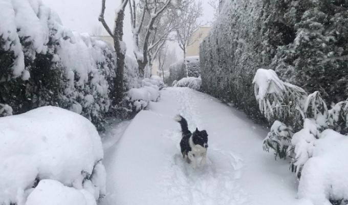 Perros en nevada de España 