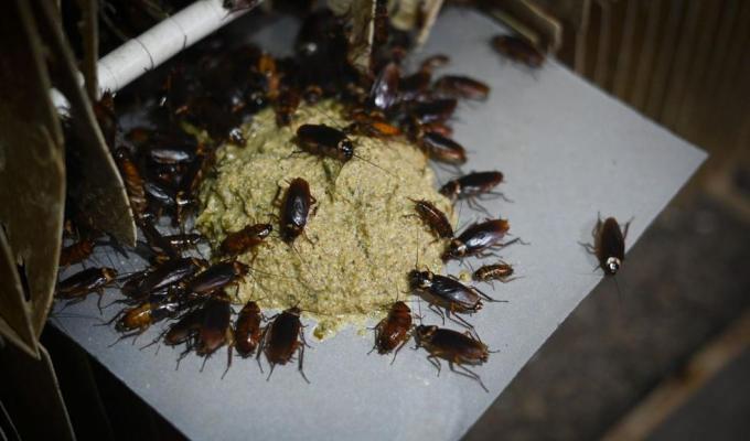 Cucarachas - AFP