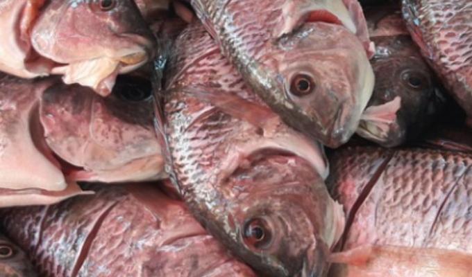 intoxicación por pescado: cómo prevenirlo en semana santa