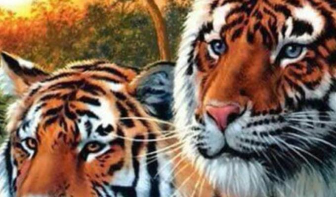Cuántos tigres ves