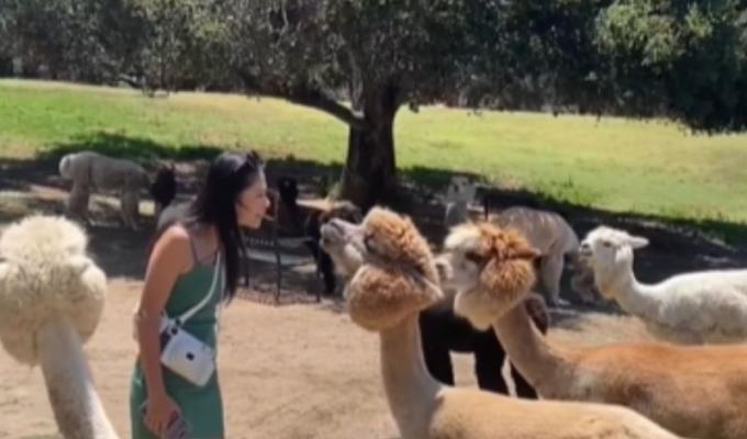 Mujer intentó besar a un Alpaca y recibió escupitajo 
