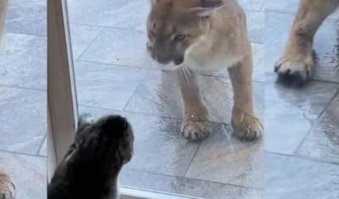 Gato se enfrenta a Puma 