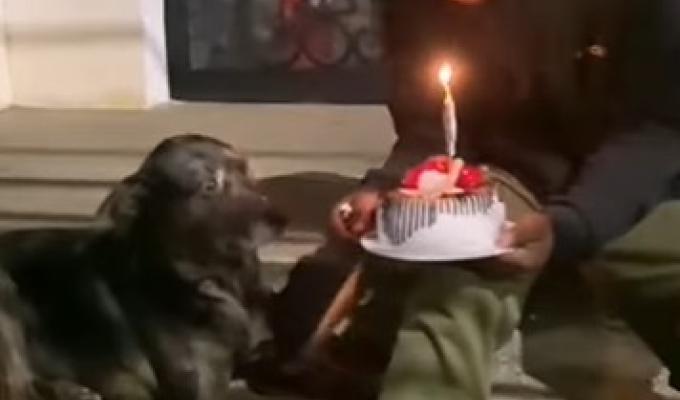 Habitante de calle le celebra el cumpleaños a su perro