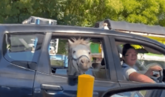 Video del caballo paseando en carro