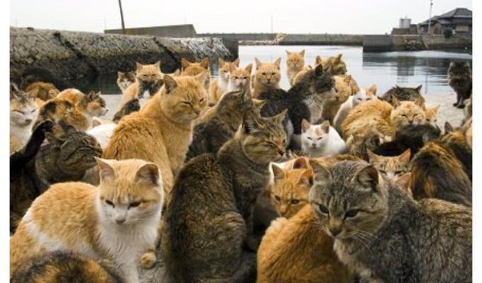 Gatos en isla de Japón
