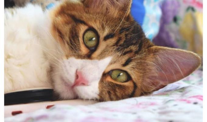 Fotos de gatos tiernos: día internacional del gato